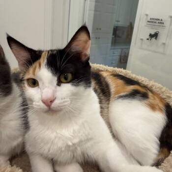 Speckle -  Domestic Short Hair Cat for Adoption in Tuscaloosa, Alabama - Speckle | PetCurious