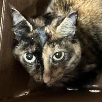 Domestic Short Hair Cats Available for Adoption - Cleo | PetCurious
