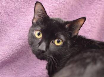 Domestic Short Hair Cats Available for Adoption - Larry | PetCurious
