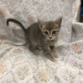 Domestic Short Hair Cats Available for Adoption in Los Angeles, California - Poblano | PetCurious