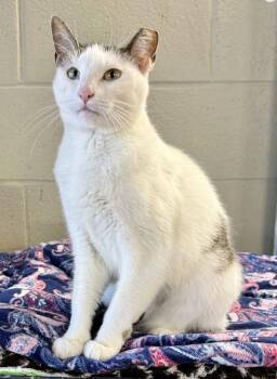 Rescue Domestic Short Hair Cats for Adoption in Landenberg, Pennsylvania - Penelope | PetCurious