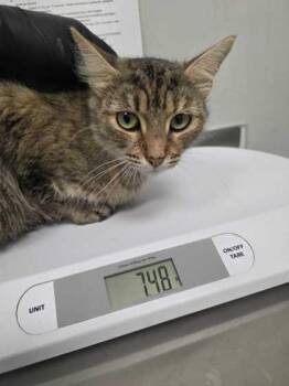 Rescue Domestic Short Hair Cats for Adoption in Sevierville, Tennessee - Genevieve | PetCurious