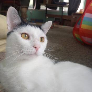 Ollie -  Domestic Short Hair Cat for Adoption in Magnolia Springs, Alabama - Ollie | PetCurious