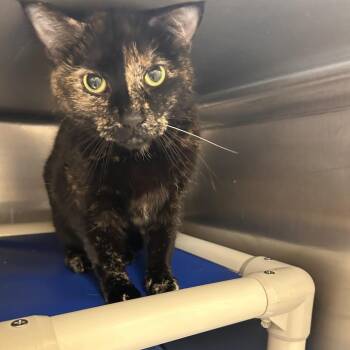 June -  Domestic Short Hair Cat for Adoption in Bedford, New Hampshire - June | PetCurious