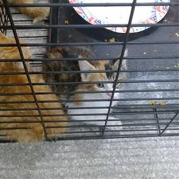 KYLO REN -  Domestic Short Hair Cat for Adoption in Louisville, Kentucky - KYLO REN | PetCurious