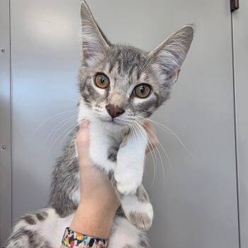 Luke -  Domestic Short Hair Cat for Adoption in Sand Springs, Oklahoma - Luke | PetCurious