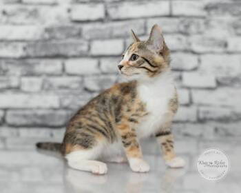 Lily -  Domestic Short Hair and Tabby Cat for Adoption in Tuscaloosa, Alabama - Lily | PetCurious