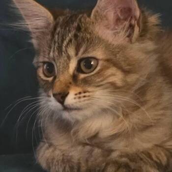 Crayola -  Domestic Long Hair Cat for Adoption in Greenwood, Indiana - Crayola | PetCurious