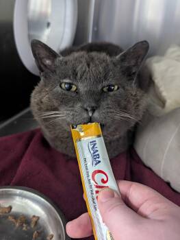 Benny -  Domestic Short Hair Cat Available for Adoption in Waltham, Massachusetts - Benny | PetCurious