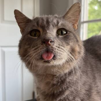 Rescue Domestic Short Hair Cats for Adoption in Cumming, Georgia - Richie | PetCurious