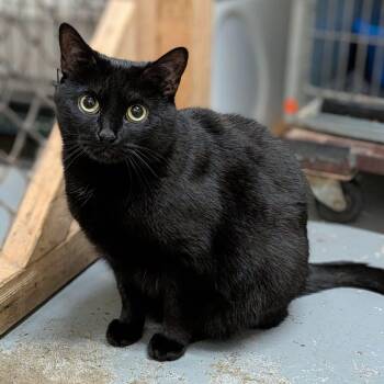 GALINDA -  Domestic Short Hair Cat for Adoption in Delhi, Ontario - GALINDA | PetCurious