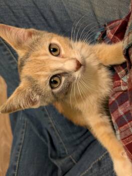 Cheetara -  Calico Cat for Adoption in Mineral Point, Wisconsin - Cheetara | PetCurious