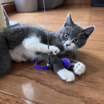 Julien -  Domestic Short Hair Cat for Adoption in Anoka, Minnesota - Julien | PetCurious