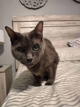 Rescue Domestic Short Hair Cats for Adoption in Rockville, Maryland - Mindy | PetCurious