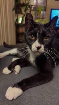Bo -  Domestic Short Hair Cat for Adoption in Manhattan, Kansas - Bo | PetCurious