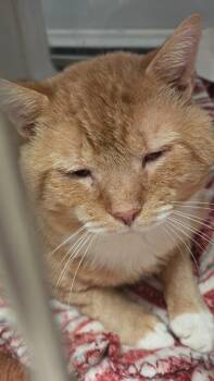 Milan Citron -  Domestic Short Hair Cat for Adoption in Windsor, Connecticut - Milan Citron | PetCurious