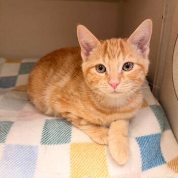 Chamomile -  Domestic Short Hair Cat for Adoption in Pagosa Springs, Colorado - Chamomile | PetCurious
