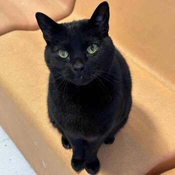 Rescue Domestic Short Hair Cats for Adoption in Anchorage, Alaska - Kuro | PetCurious