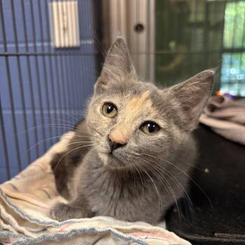Cantaloupe -  Domestic Short Hair Cat for Adoption in Charleston, South Carolina - Cantaloupe | PetCurious