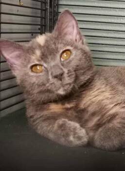 Rescue Domestic Short Hair Cats for Adoption in Waupaca, Wisconsin - India | PetCurious