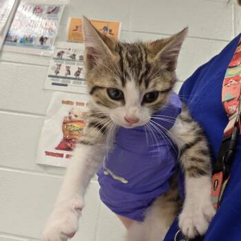 Jessie -  Domestic Short Hair Cat for Adoption in Chattanooga, Tennessee - Jessie | PetCurious