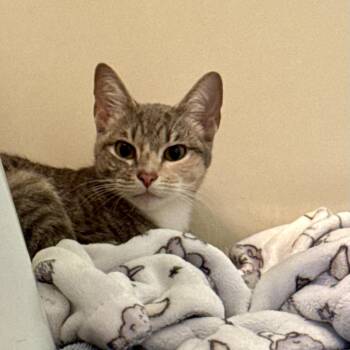 Rescue Domestic Short Hair Cats for Adoption in Manchester, New Hampshire - Bitsy | PetCurious