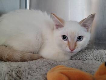 Funnel Cake -  Domestic Short Hair Cat for Adoption in Logan, Utah - Funnel Cake | PetCurious