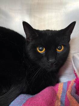 Domestic Short Hair Cats Available for Adoption in Pomona, New York - Zelda | PetCurious