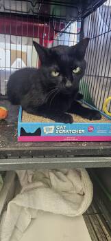 Bella -  Domestic Short Hair Cat Available for Adoption in Naples, Florida - Bella | PetCurious