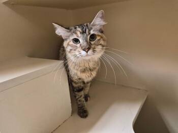 Susie Q -  Domestic Medium Hair Cat for Adoption in Hays, Kansas - Susie Q | PetCurious