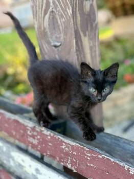 Hazel - Affectionate and playful kitten -  Domestic Medium Hair Cat for Adoption in Muskego, Wisconsin - Hazel - Affectionate And Playful Kitten | PetCurious