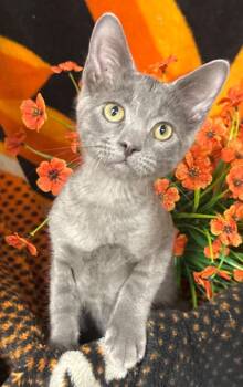 8/11/26 Ares -  Domestic Short Hair Cat for Adoption in Stillwater, Oklahoma - 8/11/26 Ares | PetCurious