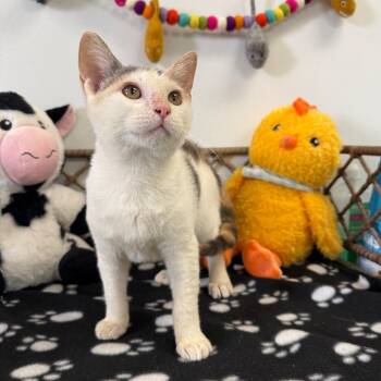 Tatum -  Domestic Short Hair Cat for Adoption in Houston, Texas - Tatum | PetCurious