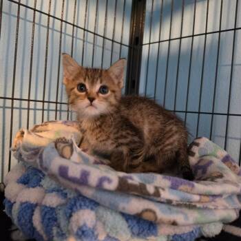Laney -  Domestic Short Hair Cat for Adoption in Port Richey, Florida - Laney | PetCurious