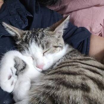 Simone -  Domestic Short Hair Cat for Adoption in Montreal, Quebec - Simone | PetCurious