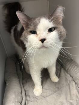 Rescue Domestic Medium Hair Cats for Adoption in Salt Lake City, Utah - *Lover Boy* | PetCurious