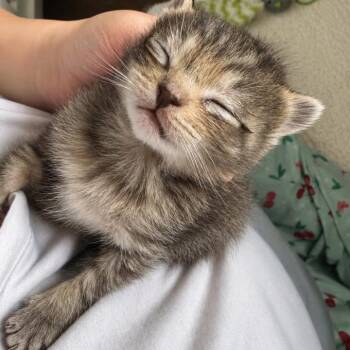 Silver -  Domestic Short Hair Cat for Adoption in Binghamton, New York - Silver | PetCurious