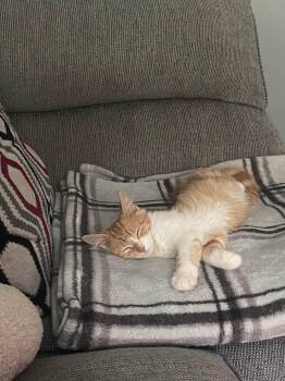 Cher -  Domestic Medium Hair Cat for Adoption in Roxbury Township, New Jersey - Cher | PetCurious