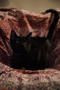 Rescue Domestic Short Hair Cats for Adoption in Cincinnati, Ohio - Thing | PetCurious