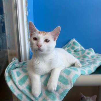 Lemon -  Domestic Short Hair Cat for Adoption in Mankato, Minnesota - Lemon | PetCurious