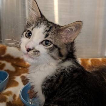 MEOWSCATO -  Domestic Medium Hair Cat for Adoption in La Crescent, Minnesota - MEOWSCATO | PetCurious