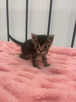 Nix -  Domestic Short Hair Cat for Adoption in St. George, Utah - Nix | PetCurious