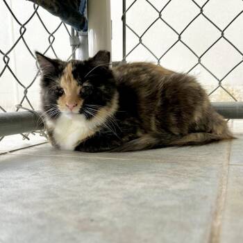 Rescue Domestic Medium Hair Cats for Adoption in Milan, Pennsylvania - Aurora | PetCurious