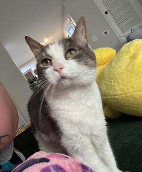 Cairo -  Domestic Short Hair Cat for Adoption in Norfolk, Virginia - Cairo | PetCurious
