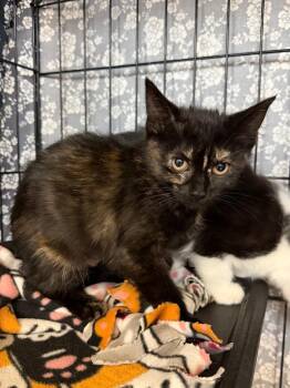 Cake Walk -  Domestic Short Hair Cat for Adoption in Cincinnati, Ohio - Cake Walk | PetCurious
