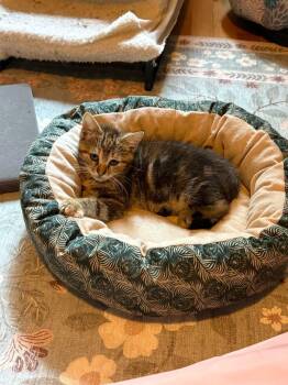 2026-80 Jill Hill -  Domestic Short Hair Cat for Adoption in Windsor, Connecticut - 2026-80 Jill Hill | PetCurious