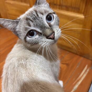 Serenity -  Siamese and American Shorthair Cat for Adoption - Serenity | PetCurious
