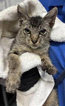 A887576 -  Domestic Short Hair Cat for Adoption in Camarillo, California - A887576 | PetCurious