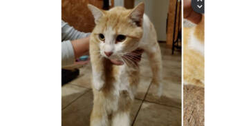 Rescue Domestic Short Hair Cats for Adoption in Lafayette, Colorado - Gino | PetCurious