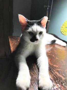 Rescue Domestic Short Hair Cats for Adoption in Charleston, South Carolina - Joe | PetCurious